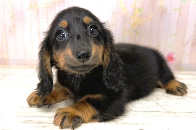 北海道のカニンヘンダックスフンド(ロング) (Coo&RIKU釧路店/2026年1月1日生まれ/男の子/ブラックタン)の子犬の2枚目の画像