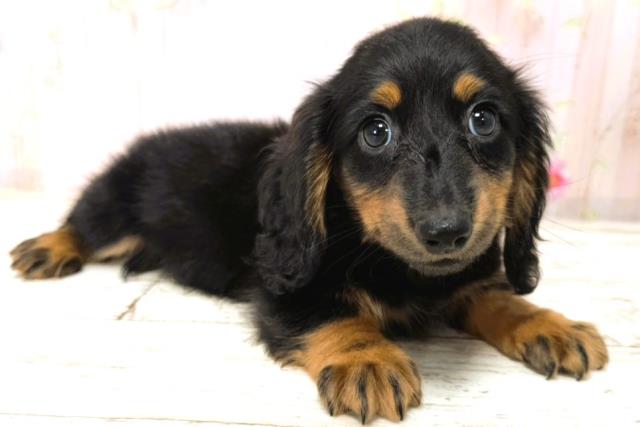 北海道のカニンヘンダックスフンド(ロング) (Coo&RIKU釧路店/2026年1月1日生まれ/男の子/ブラックタン)の子犬の3枚目の画像