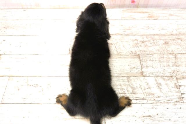 北海道のカニンヘンダックスフンド(ロング) (Coo&RIKU釧路店/2026年1月1日生まれ/男の子/ブラックタン)の子犬の4枚目の画像