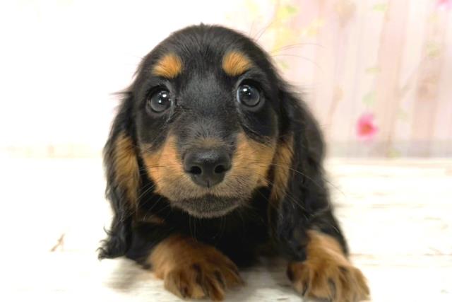 北海道のカニンヘンダックスフンド(ロング) (Coo&RIKU室蘭店/2026年1月1日生まれ/女の子/ブラックタン)の子犬の1枚目の画像