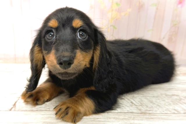 北海道のカニンヘンダックスフンド(ロング) (Coo&RIKU室蘭店/2026年1月1日生まれ/女の子/ブラックタン)の子犬の2枚目の画像