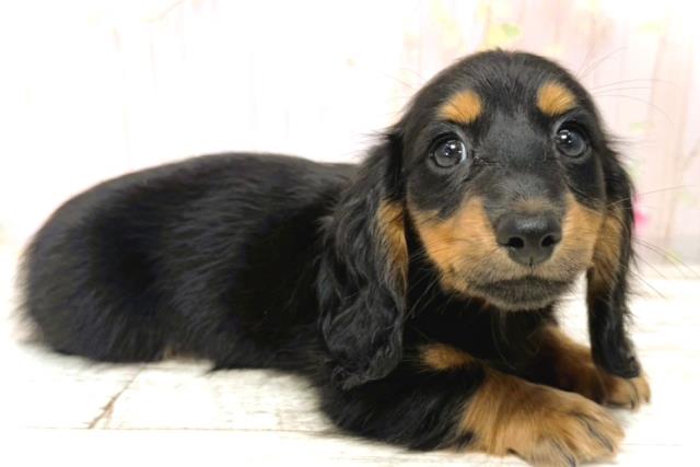 北海道のカニンヘンダックスフンド(ロング) (Coo&RIKU室蘭店/2026年1月1日生まれ/女の子/ブラックタン)の子犬の3枚目の画像