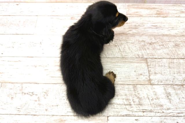 北海道のカニンヘンダックスフンド(ロング) (Coo&RIKU室蘭店/2026年1月1日生まれ/女の子/ブラックタン)の子犬の4枚目の画像