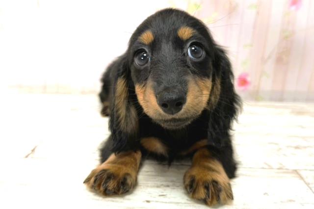 静岡県のカニンヘンダックスフンド(ロング) (Coo&RIKU沼津店/2026年1月1日生まれ/女の子/ブラックタン)の子犬の1枚目の画像