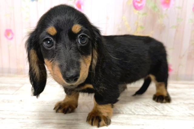 静岡県のカニンヘンダックスフンド(ロング) (Coo&RIKU沼津店/2026年1月1日生まれ/女の子/ブラックタン)の子犬の2枚目の画像