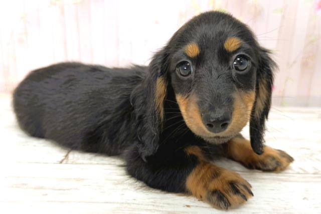 静岡県のカニンヘンダックスフンド(ロング) (Coo&RIKU沼津店/2026年1月1日生まれ/女の子/ブラックタン)の子犬の3枚目の画像