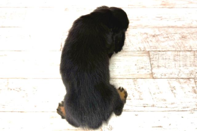 静岡県のカニンヘンダックスフンド(ロング) (Coo&RIKU沼津店/2026年1月1日生まれ/女の子/ブラックタン)の子犬の4枚目の画像