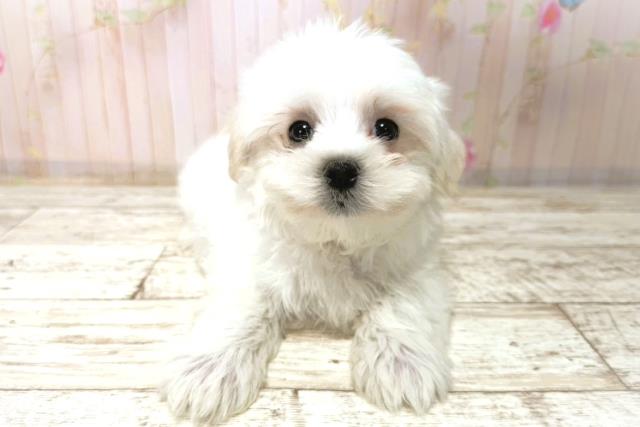 北海道のマルチーズ (Coo&RIKU北見店/2026年1月1日生まれ/男の子/ホワイト)の子犬