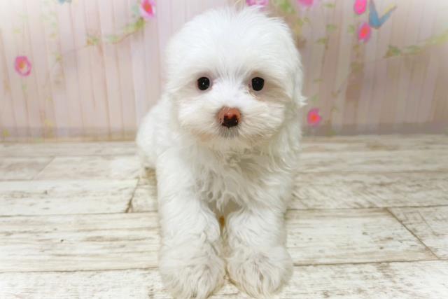 新潟県のマルチーズ (Coo&RIKU上越店/2026年1月1日生まれ/女の子/ホワイト)の子犬の1枚目の画像