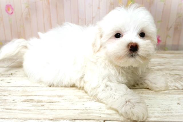 新潟県のマルチーズ (Coo&RIKU上越店/2026年1月1日生まれ/女の子/ホワイト)の子犬の3枚目の画像