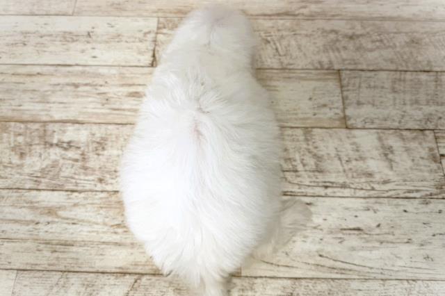 新潟県のマルチーズ (Coo&RIKU上越店/2026年1月1日生まれ/女の子/ホワイト)の子犬の4枚目の画像