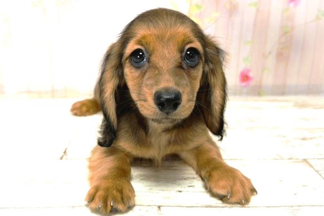 北海道のミニチュアダックスフンド(ロング) (Coo&RIKU北見店/2026年1月1日生まれ/女の子/シェーデットレッド)の子犬