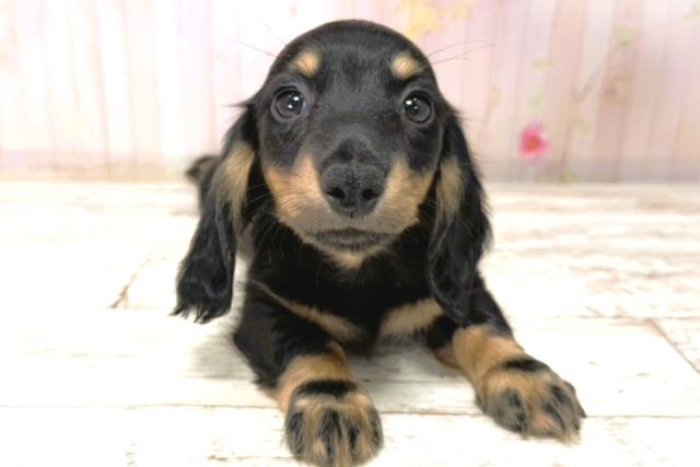 ミニチュア・ダックスフンド