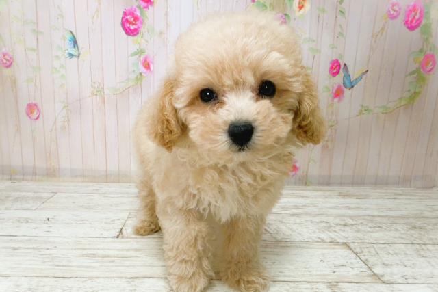 トイ・プードル