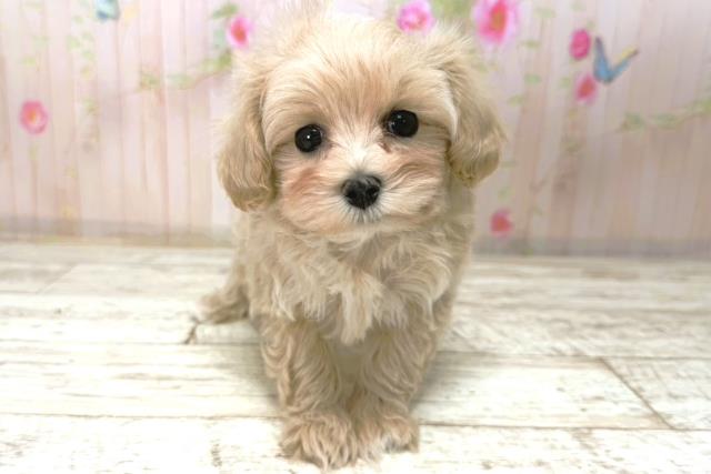 北海道のマルプー(マルチーズ×プードル) (Coo&RIKU岩見沢店/2026年1月3日生まれ/女の子/クリーム)の子犬