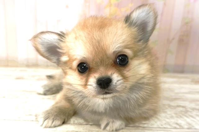 岩手県のチワワ(ロング) (Coo&RIKU一関店/2026年1月3日生まれ/男の子/フォーンホワイト)の子犬