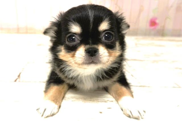 北海道のチワワ(ロング) (Coo&RIKU室蘭店/2026年1月3日生まれ/女の子/ブラックタンホワイト)の子犬