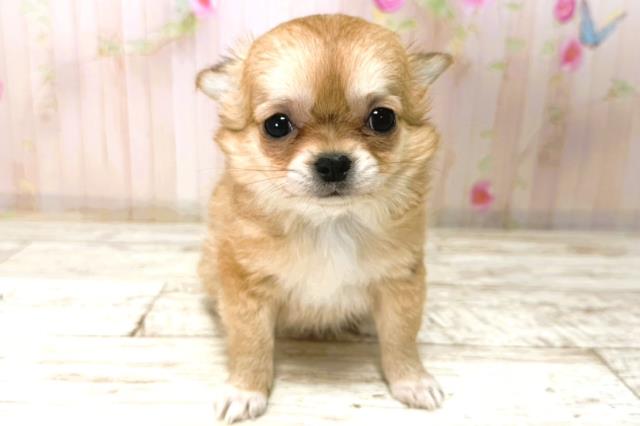 宮城県のチワワ(ロング) (Coo&RIKUイオンタウン古川店/2026年1月3日生まれ/女の子/フォーンホワイト)の子犬