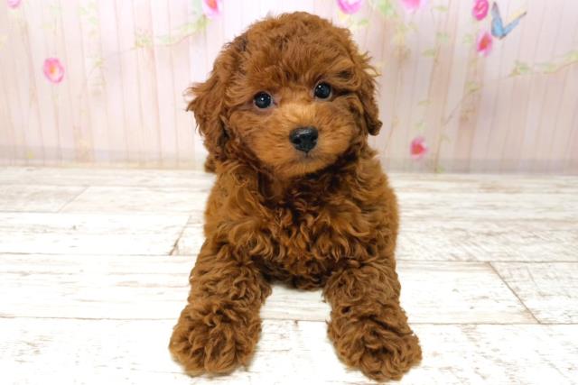 富山県のトイプードル(トイ) (Coo&RIKU富山店/2026年1月4日生まれ/男の子/レッド)の子犬の1枚目の画像