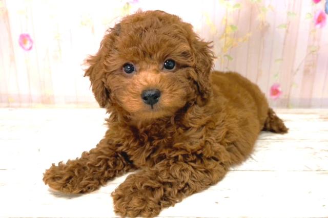 富山県のトイプードル(トイ) (Coo&RIKU富山店/2026年1月4日生まれ/男の子/レッド)の子犬の2枚目の画像