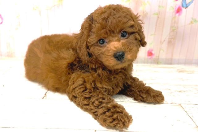 富山県のトイプードル(トイ) (Coo&RIKU富山店/2026年1月4日生まれ/男の子/レッド)の子犬の3枚目の画像