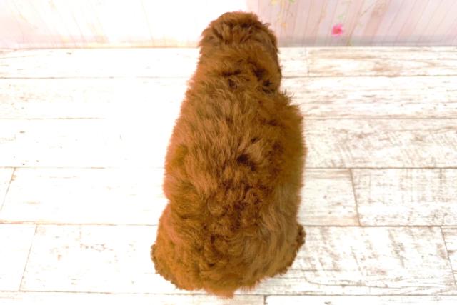 富山県のトイプードル(トイ) (Coo&RIKU富山店/2026年1月4日生まれ/男の子/レッド)の子犬の4枚目の画像