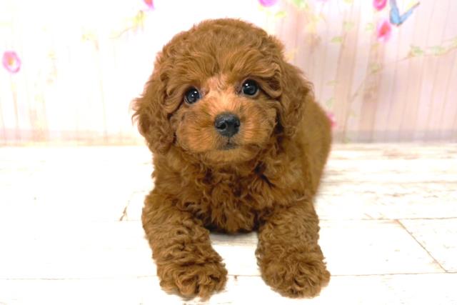 新潟県のトイプードル(トイ) (Coo&RIKU新潟東店/2026年1月4日生まれ/女の子/レッド)の子犬