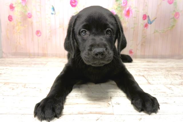 ラブラドール・レトリバー