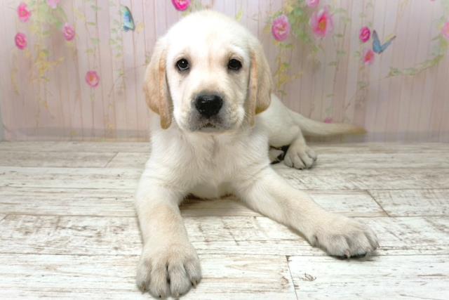 岩手県のラブラドールレトリーバー (Coo&RIKU岩手盛岡店/2025年12月31日生まれ/男の子/イエロー)の子犬