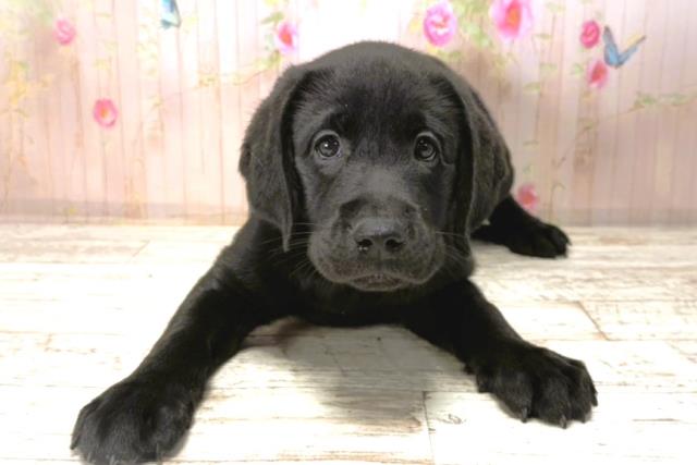 山形県のラブラドールレトリーバー (Coo&RIKUイオンタウン酒田店/2025年12月31日生まれ/女の子/ブラック)の子犬