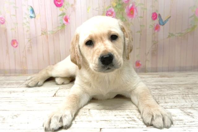 ラブラドール・レトリバー