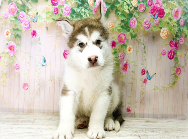 福島県のアラスカンマラミュート (Coo&RIKU郡山店/2026年1月4日生まれ/男の子/チョコレートホワイト)の子犬