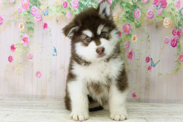 静岡県のアラスカンマラミュート (Coo&RIKU沼津店/2026年1月4日生まれ/男の子/チョコレートホワイト)の子犬の1枚目の画像