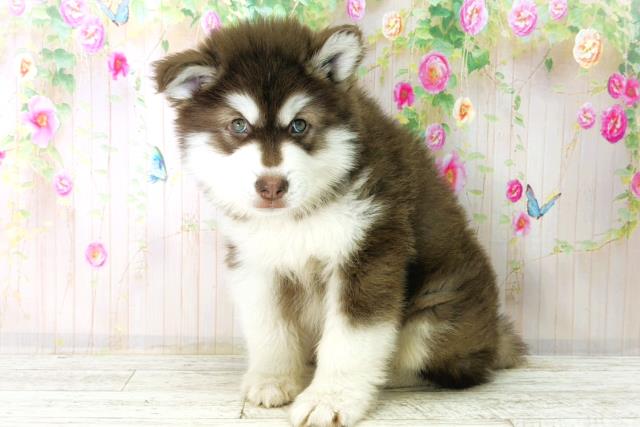 静岡県のアラスカンマラミュート (Coo&RIKU沼津店/2026年1月4日生まれ/男の子/チョコレートホワイト)の子犬の2枚目の画像