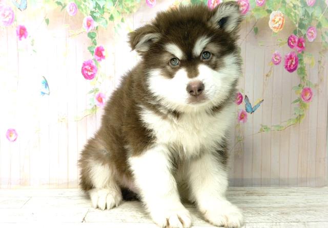 静岡県のアラスカンマラミュート (Coo&RIKU沼津店/2026年1月4日生まれ/男の子/チョコレートホワイト)の子犬の3枚目の画像