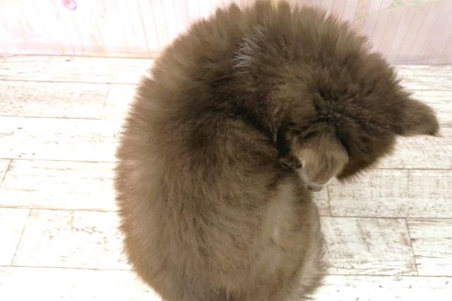 静岡県のアラスカンマラミュート (Coo&RIKU沼津店/2026年1月4日生まれ/男の子/チョコレートホワイト)の子犬の4枚目の画像