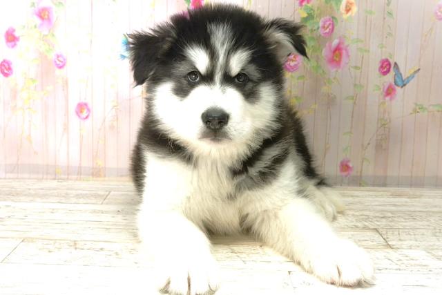 アラスカンマラミュート