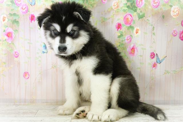 長野県のアラスカンマラミュート (Coo&RIKU松本店/2026年1月4日生まれ/男の子/ブラックホワイト)の子犬の2枚目の画像