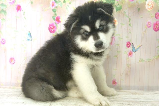 長野県のアラスカンマラミュート (Coo&RIKU松本店/2026年1月4日生まれ/男の子/ブラックホワイト)の子犬の3枚目の画像