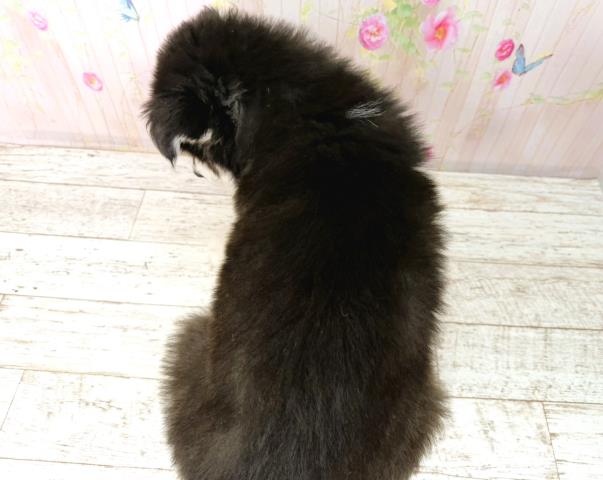 長野県のアラスカンマラミュート (Coo&RIKU松本店/2026年1月4日生まれ/男の子/ブラックホワイト)の子犬の4枚目の画像