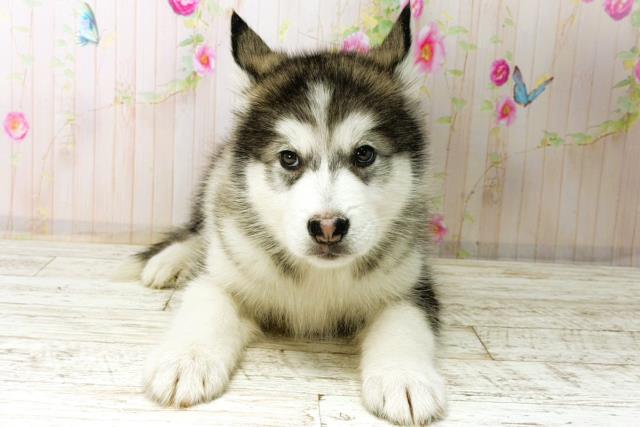 福島県のアラスカンマラミュート (Coo&RIKU会津若松店/2026年1月4日生まれ/女の子/グレーホワイト)の子犬