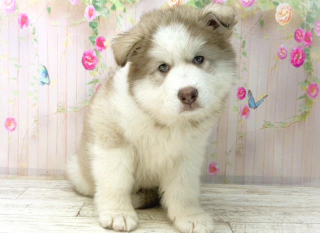 北海道のアラスカンマラミュート (Coo&RIKU札幌東店/2026年1月4日生まれ/女の子/チョコレートホワイト)の子犬の1枚目の画像