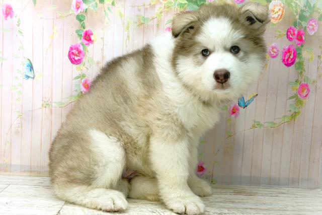 北海道のアラスカンマラミュート (Coo&RIKU札幌東店/2026年1月4日生まれ/女の子/チョコレートホワイト)の子犬の3枚目の画像