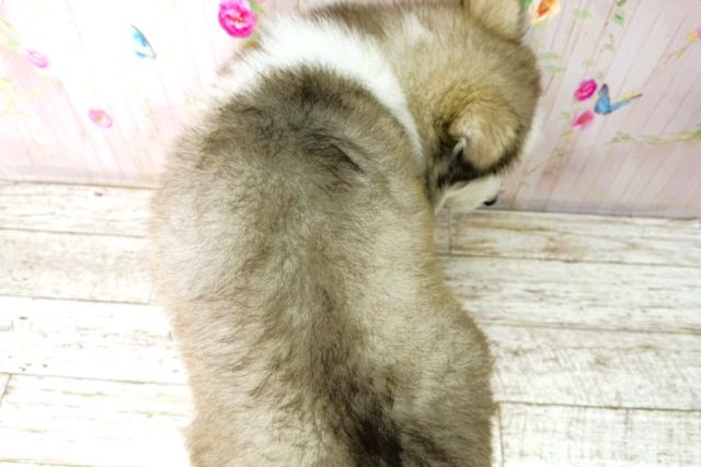 北海道のアラスカンマラミュート (Coo&RIKU札幌東店/2026年1月4日生まれ/女の子/チョコレートホワイト)の子犬の4枚目の画像