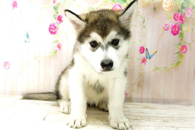 東京都のアラスカンマラミュート (Coo&RIKU足立本店/2026年1月4日生まれ/女の子/グレーホワイト)の子犬の1枚目の画像