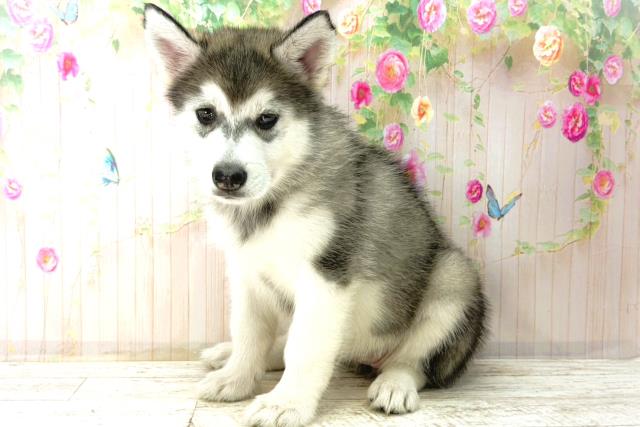 東京都のアラスカンマラミュート (Coo&RIKU足立本店/2026年1月4日生まれ/女の子/グレーホワイト)の子犬の2枚目の画像