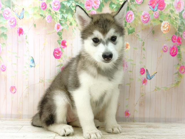 東京都のアラスカンマラミュート (Coo&RIKU足立本店/2026年1月4日生まれ/女の子/グレーホワイト)の子犬の3枚目の画像