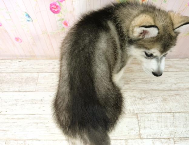 東京都のアラスカンマラミュート (Coo&RIKU足立本店/2026年1月4日生まれ/女の子/グレーホワイト)の子犬の4枚目の画像