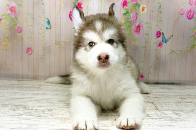 沖縄県のアラスカンマラミュート (Coo&RIKU沖縄浦添店/2026年1月4日生まれ/女の子/チョコレートホワイト)の子犬の1枚目の画像