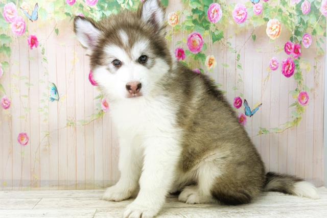 沖縄県のアラスカンマラミュート (Coo&RIKU沖縄浦添店/2026年1月4日生まれ/女の子/チョコレートホワイト)の子犬の2枚目の画像